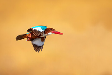 White throated Kingfisher. Yellow nature background.  © Serkan Mutan