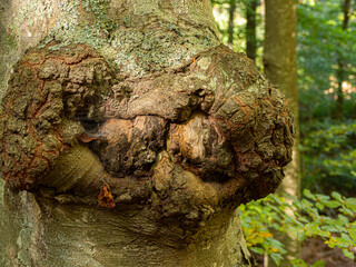 Tronco de árbol con nudos y textura de corteza en el bosque del Montseny  Cataluña, Octubre de 2019