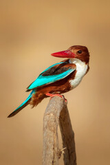 White throated Kingfisher. Yellow nature background. 