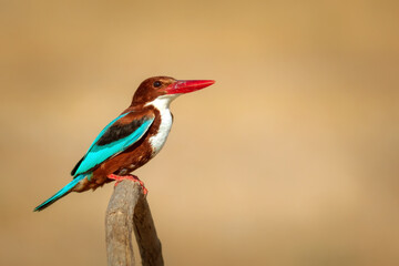 White throated Kingfisher. Yellow nature background. 