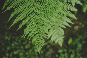 Lush green Fern leaves (Pteridium aquilinum) perfect for summer solstice celebration in Latvia