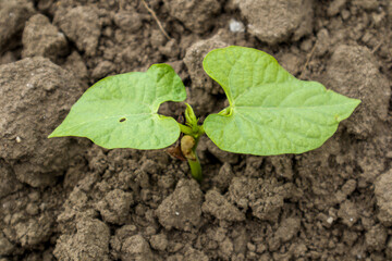 The soil with a small bean sprouts, close up