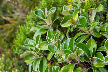 Alpine flowers at the Southern Alps, Mount Aoraki National Park in New Zealand
