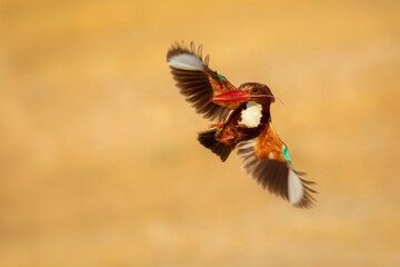 White throated Kingfisher. Yellow nature background. 