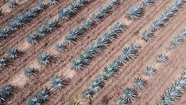Aerial Drone of Blue Agave Plants in Tequila, Jalisco, Mexico. Camera Flys Over Agave Field With Rows of Plants. Filmed During Sunset Campos de agave de tequila jalisco mexico