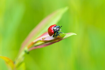 Little red beetle on a green stalk Chrysomela populi - Mandelinka
