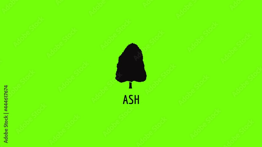 Sticker Ash tree icon animation