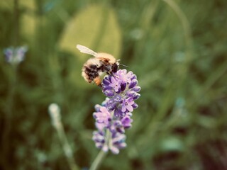 bee on a flower