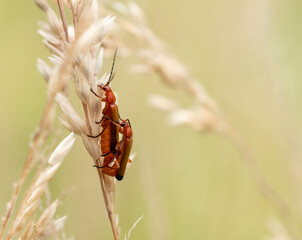 insect copulation of worms
