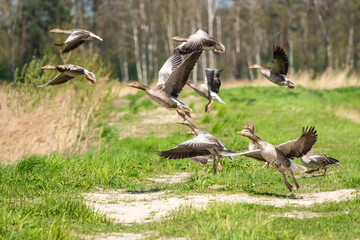 Bean goose in flight during migration