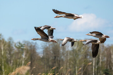 Bean goose in flight during migration