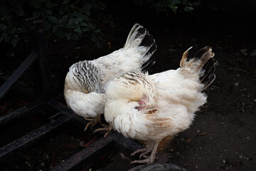 Two white hens remove lice under their wings, Chicken Health Problems