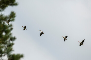 Bean goose in flight during migration