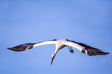 White stork in flight with its wings spread wide