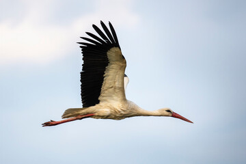 White stork in flight with its wings spread wide