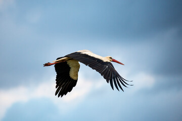 White stork in flight with its wings spread wide
