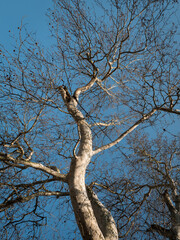 Fototapeta na wymiar a bottom-up view of a willow tree bare, without leaves