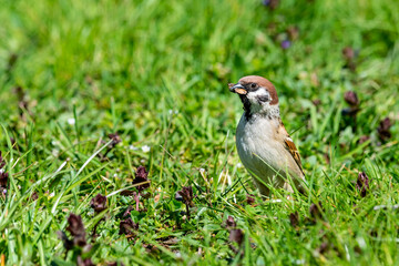 Tree sparrow with an insect in its beak