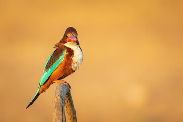White throated Kingfisher. Yellow nature background. 