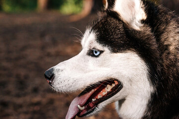The dog laika of the Siberian Laika breed stuck out its tongue from the heat. a dog in profile with blue eyes