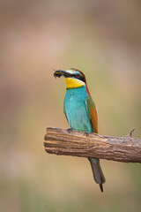 Colorful bird and its hunt. Yellow green nature background. Bird: European Bee eater. Merops apiaster. 