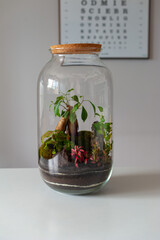 Terrarium with plants - ginseng ficus, miniature house, miniature world. A forest in glass in the company of cut flowers on the table in front of a Scandinavian poster. Minimalist interio