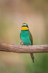 Colorful bird and its hunt. Yellow green nature background. Bird: European Bee eater. Merops apiaster. 