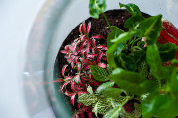 Terrarium with plants - ginseng ficus, miniature house, miniature world. A forest in glass in the company of cut flowers on the table in front of a Scandinavian poster. Minimalist interio