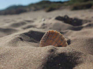 shell on the beach