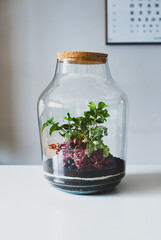 Terrarium with plants - ginseng ficus, miniature house, miniature world. A forest in glass in the company of cut flowers on the table in front of a Scandinavian poster. Minimalist interio