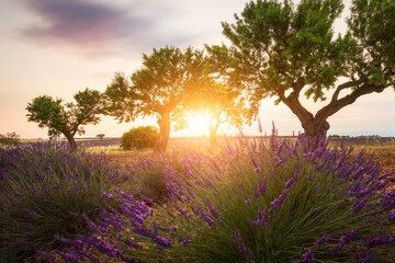 Coucher de soleil sur les champs de lavandes du plateau de Valensole, provence, France