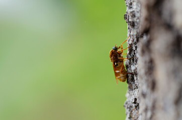 Coenomya ferruginea sitting on bark