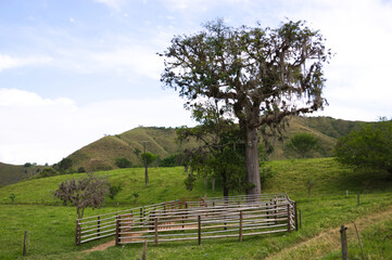 Establo al aire libre junto a un árbol 