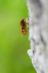 Coenomya ferruginea sitting on bark