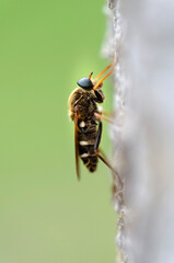 Coenomya ferruginea sitting on bark