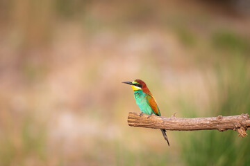 Colorful bird and its hunt. Yellow green nature background. Bird: European Bee eater. Merops apiaster. 