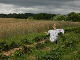 Rural landscape with scarecrow on the field, Pomorskie province, Poland - obrazy, fototapety, plakaty