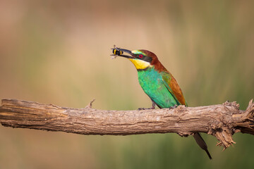 Colorful bird and its hunt. Yellow green nature background. Bird: European Bee eater. Merops apiaster. 