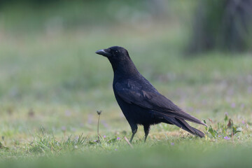 Fototapeta premium Carrion crow Corvus corone during winter time