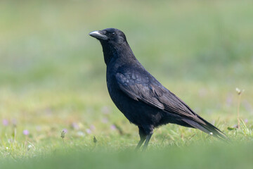 Fototapeta premium Carrion crow Corvus corone during winter time