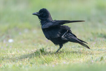 Carrion crow Corvus corone during winter time