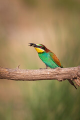Colorful bird and its hunt. Yellow green nature background. Bird: European Bee eater. Merops apiaster. 