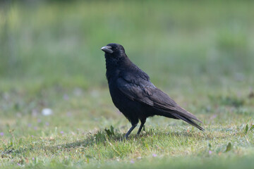 Carrion crow Corvus corone during winter time