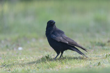 Carrion crow Corvus corone during winter time