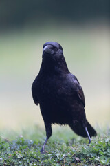 Carrion crow Corvus corone during winter time
