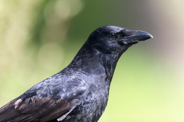 Carrion crow Corvus corone during winter time