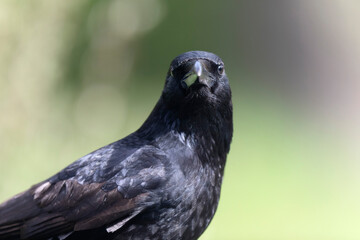 Carrion crow Corvus corone during winter time