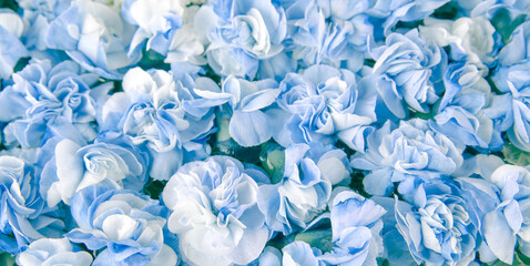 Lots of blue carnation flowers
