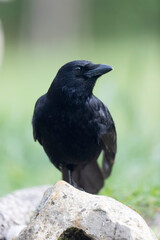 Carrion crow Corvus corone during winter time