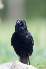 Carrion crow Corvus corone during winter time